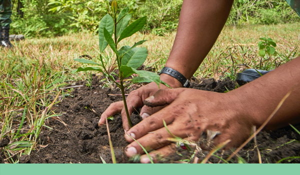 Planting a plant