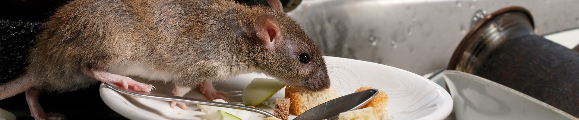 Rat on a kitchen sink