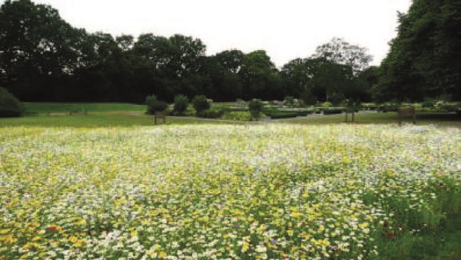 Seasonal Meadow